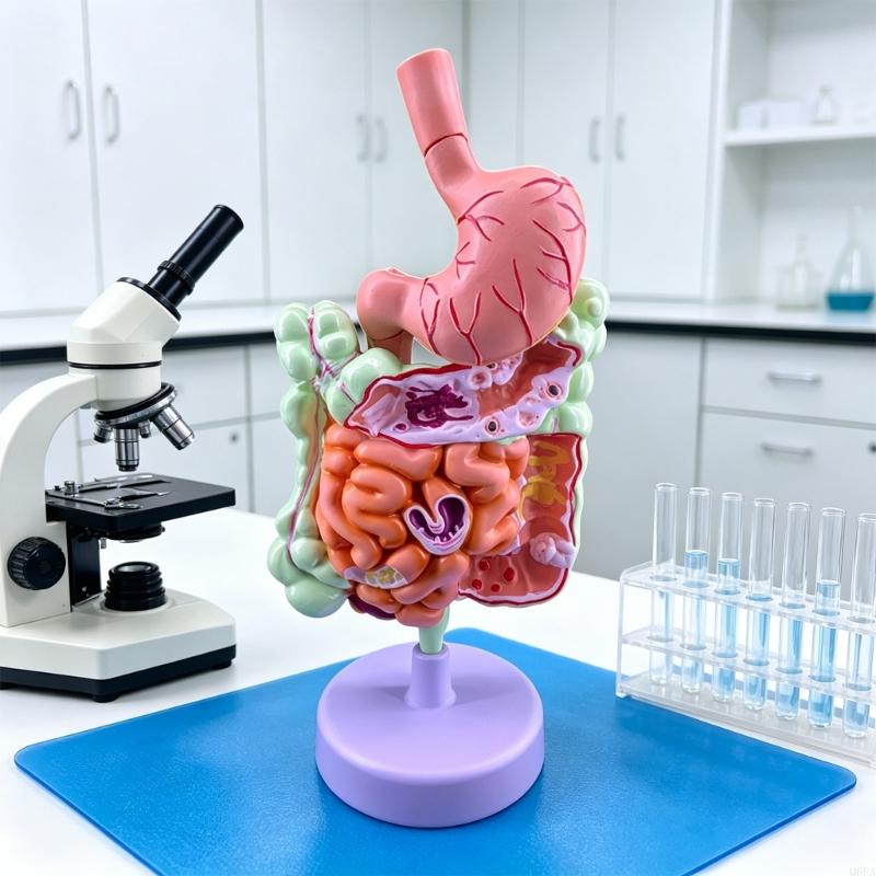 Modelo ensino patologia 3D Q6P - Medical Lab Observer avaliação e preço